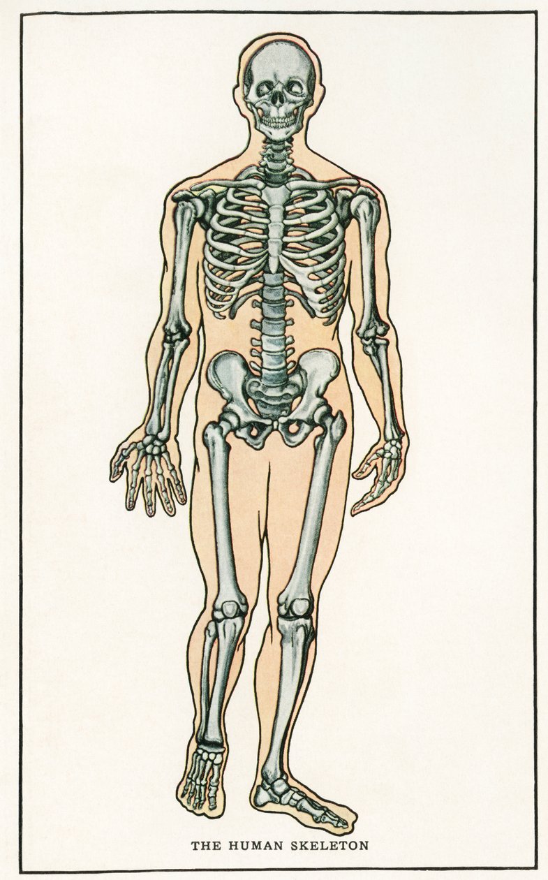 Vintage Anatomical Print of the Human Skeleton by American School