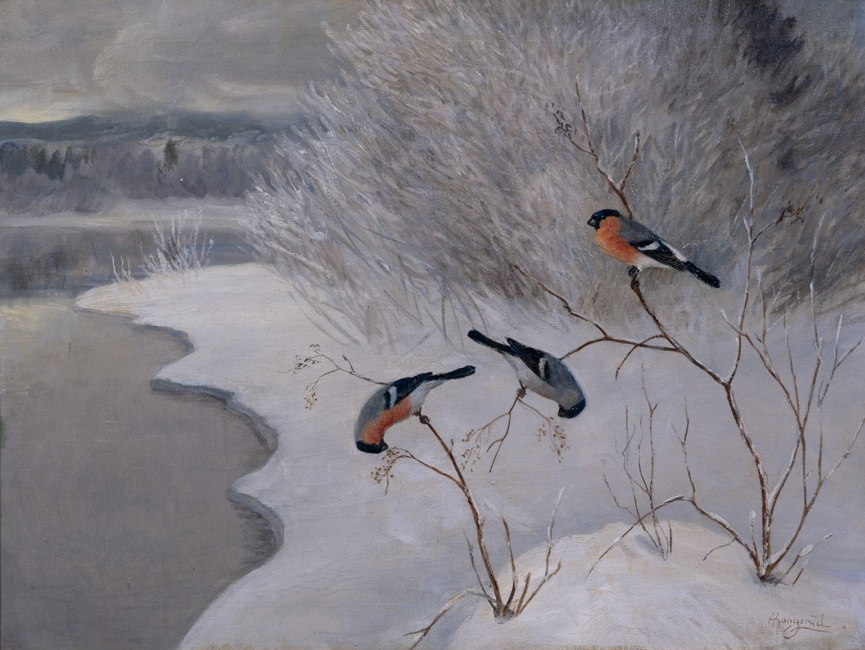 Bullfinches by Anders Kongsrud