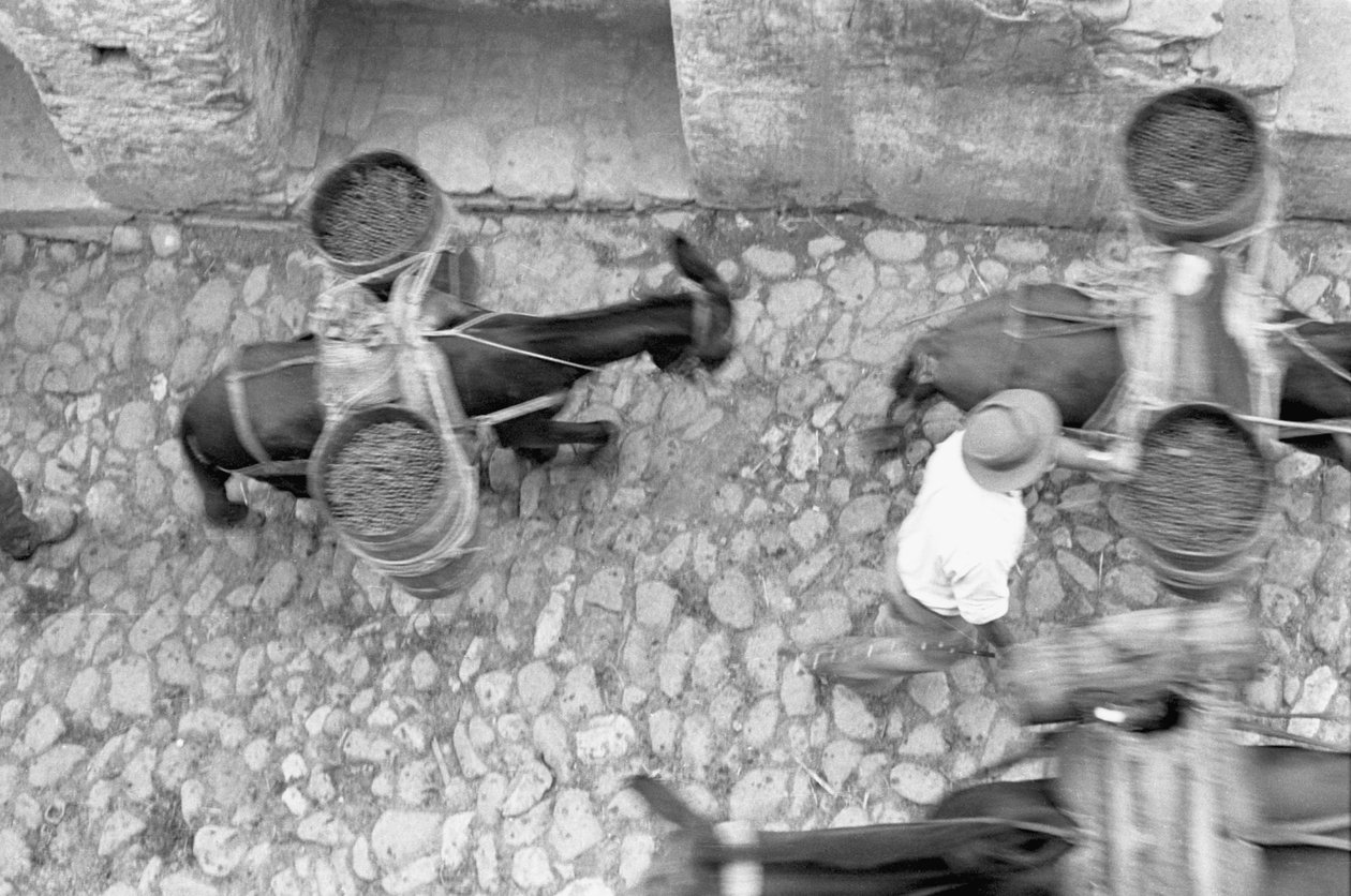 Asses Transport Grape, Melissa by Ando Gilardi