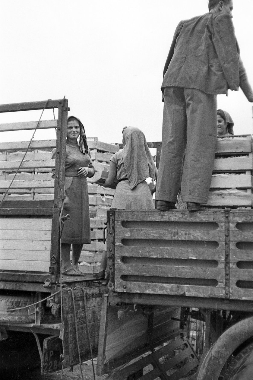 Bitter Grapes - Facchines for the Forwarder by Ando Gilardi