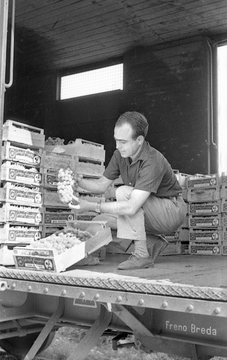 Bitter Grapes - On the Freight Wagon by Ando Gilardi