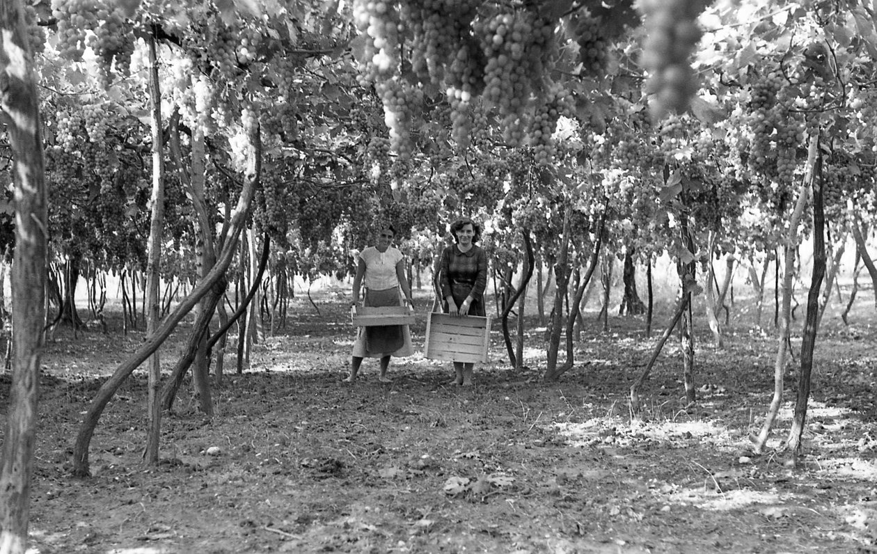 Bitter Grapes - The Pergola Before the Harvest by Ando Gilardi