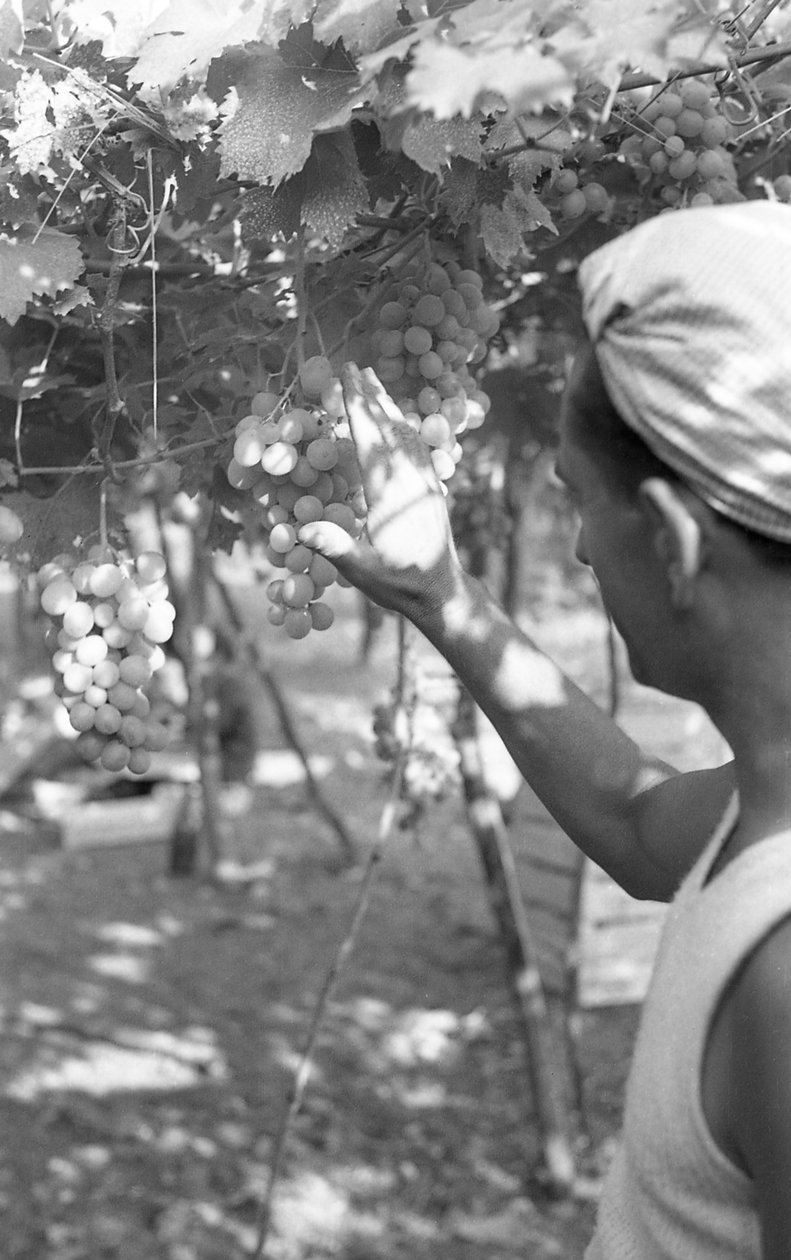 Bitter Grapes - The Queen on the Pergola by Ando Gilardi