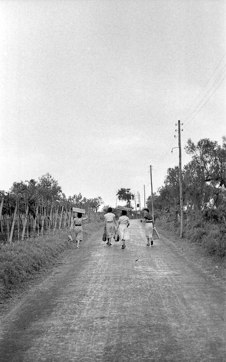 Bitter Grapes - Towards the Assigned Post by Ando Gilardi