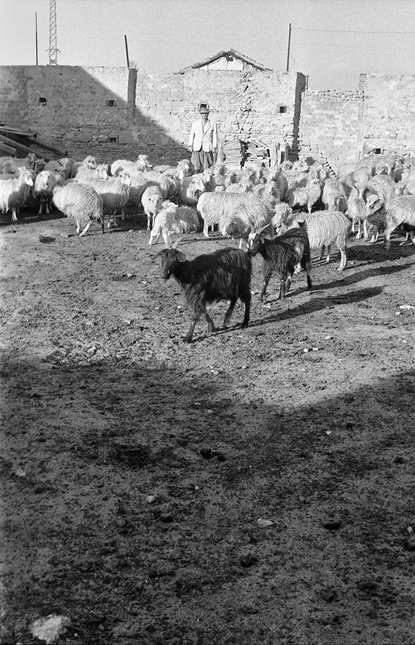 Transhumance in Crotone by Ando Gilardi