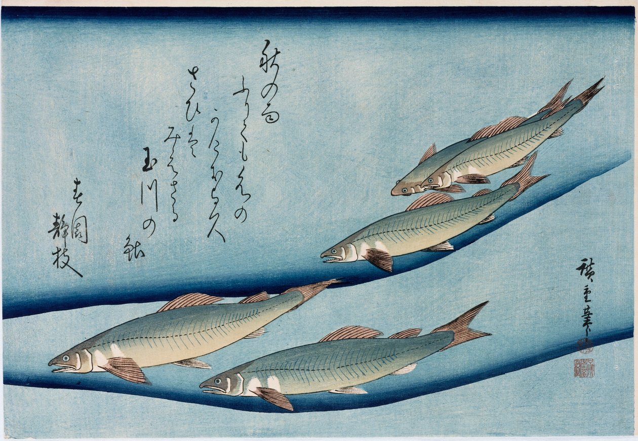 Rivertrout, from the series Collection of Fish by Ando or Utagawa Hiroshige