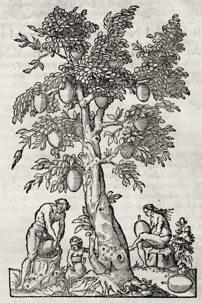 Breadfruit tree, engraving by Andre Thevet by Andre Thevet