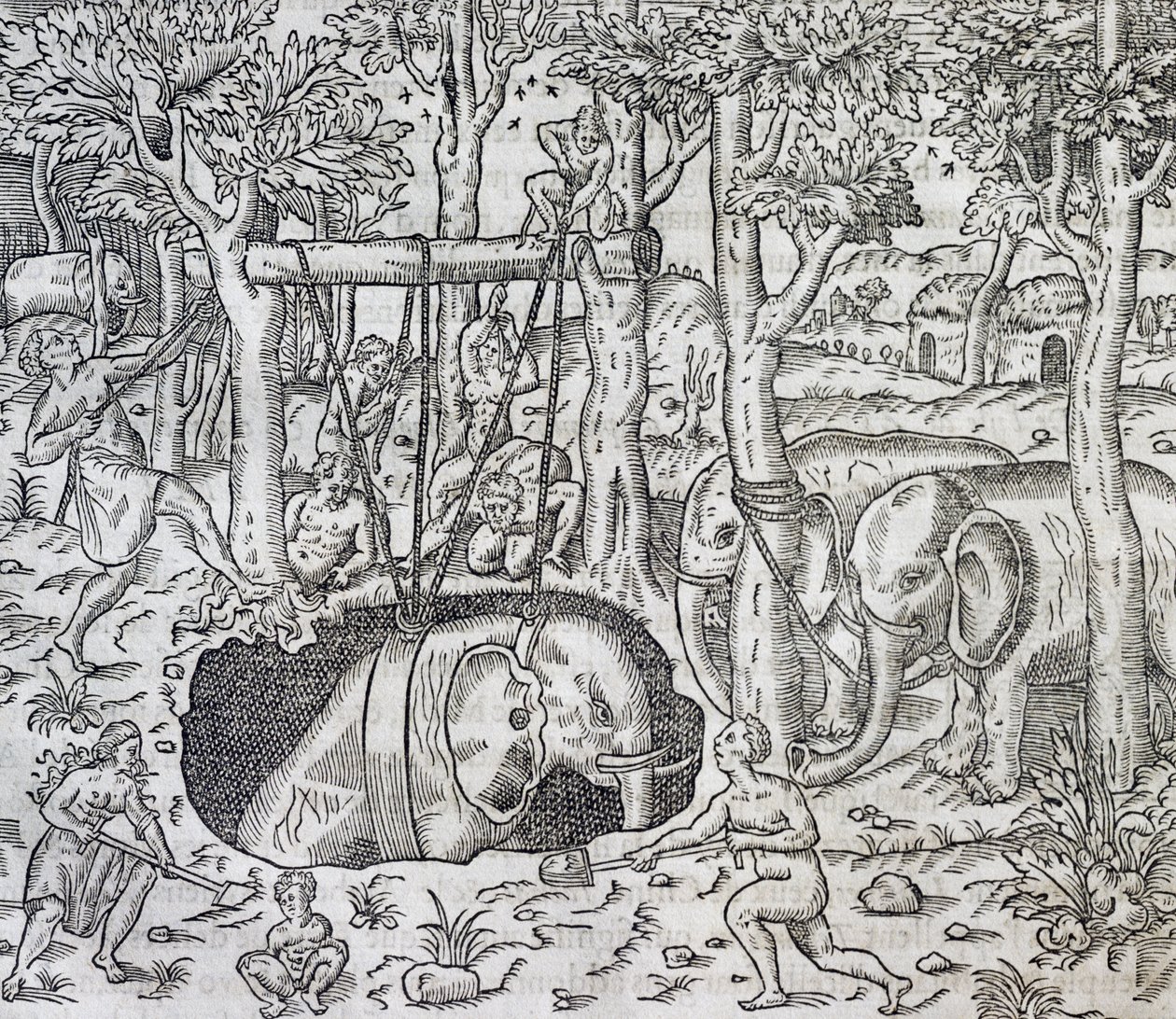 Elephant Hunting on Island of Java, from Universal Cosmology by Andre Thevet