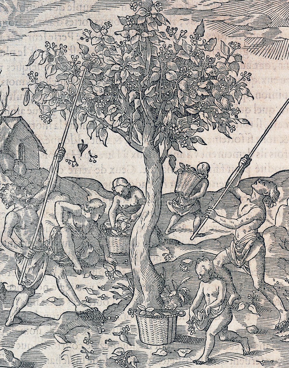 Harvesting of pepper on island of Java, engraving from Universal Cosmology by Andre Thevet