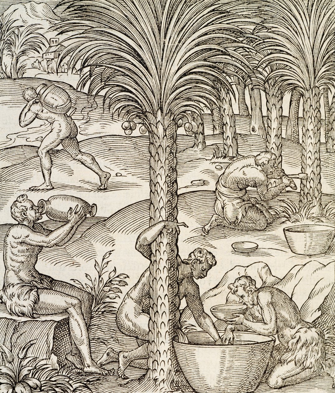 Inhabitants of Cape Verde making drinks from palm trees, engraving from Universal Cosmology, by Andre Thevet by Andre Thevet