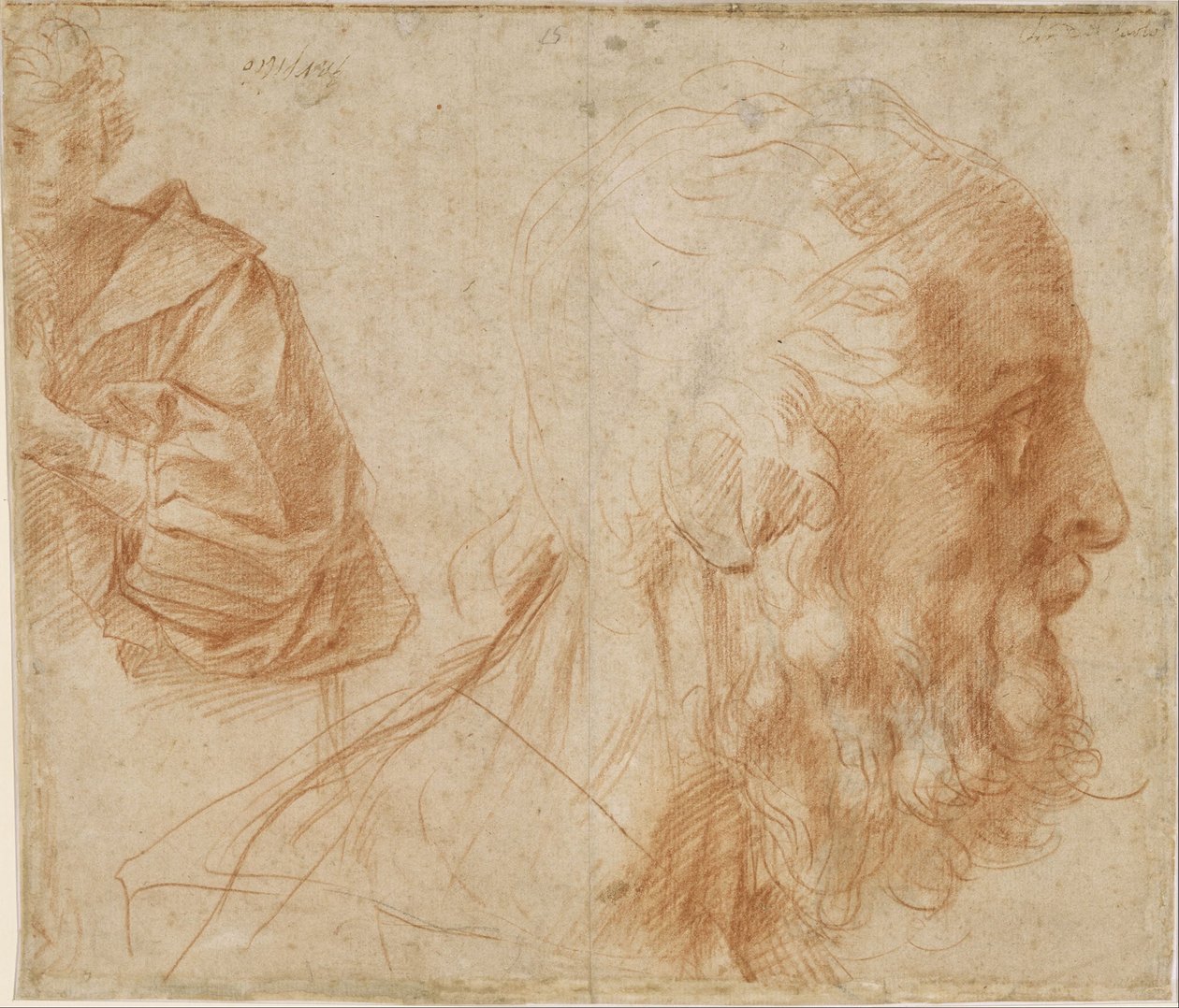 Sheet of studies with a youth and the head of an old man looking to the right (Homer?) by Andrea del Sarto