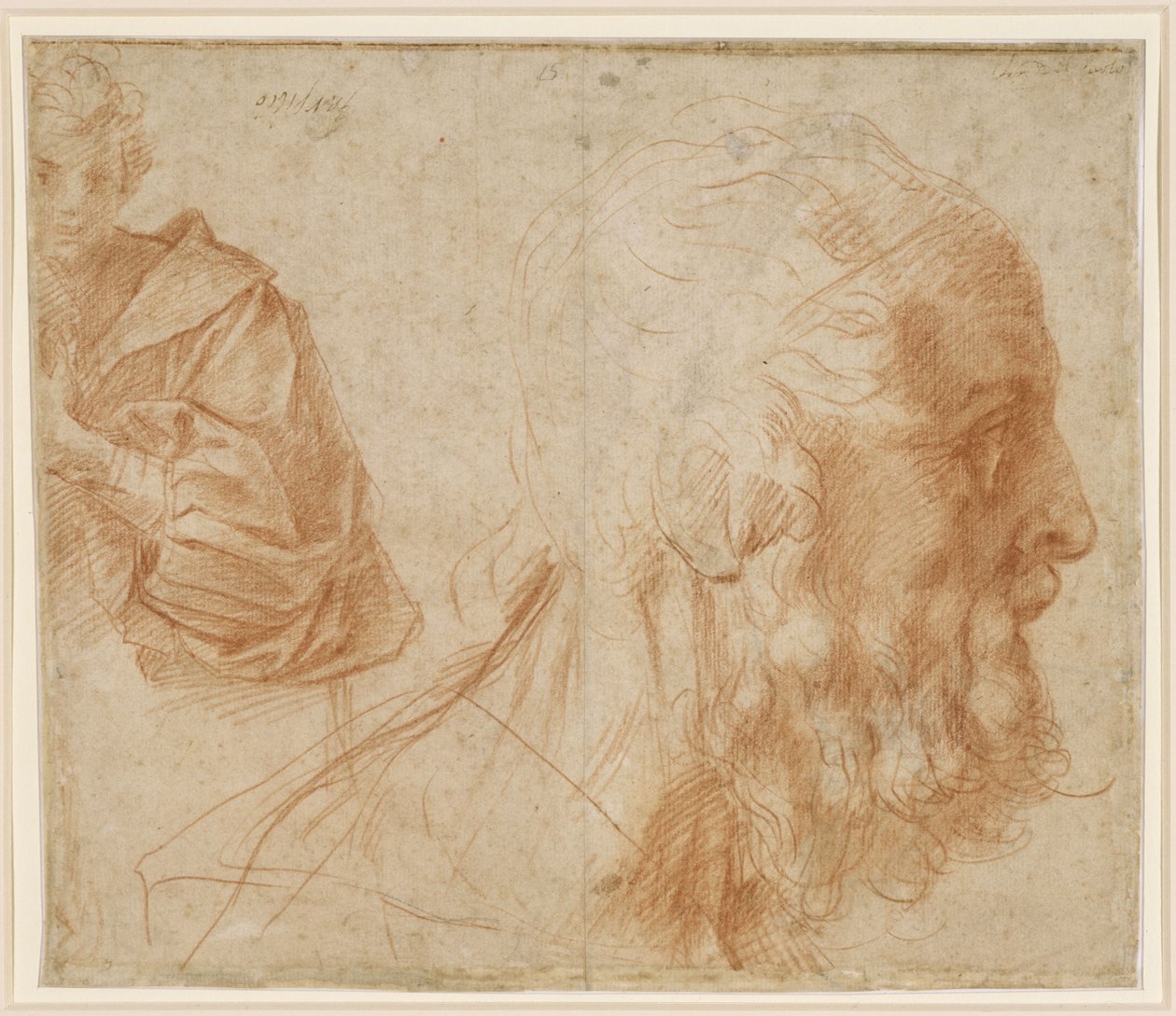 Study sheet with a young man and the head of an old man facing right (Homer?) by Andrea del Sarto