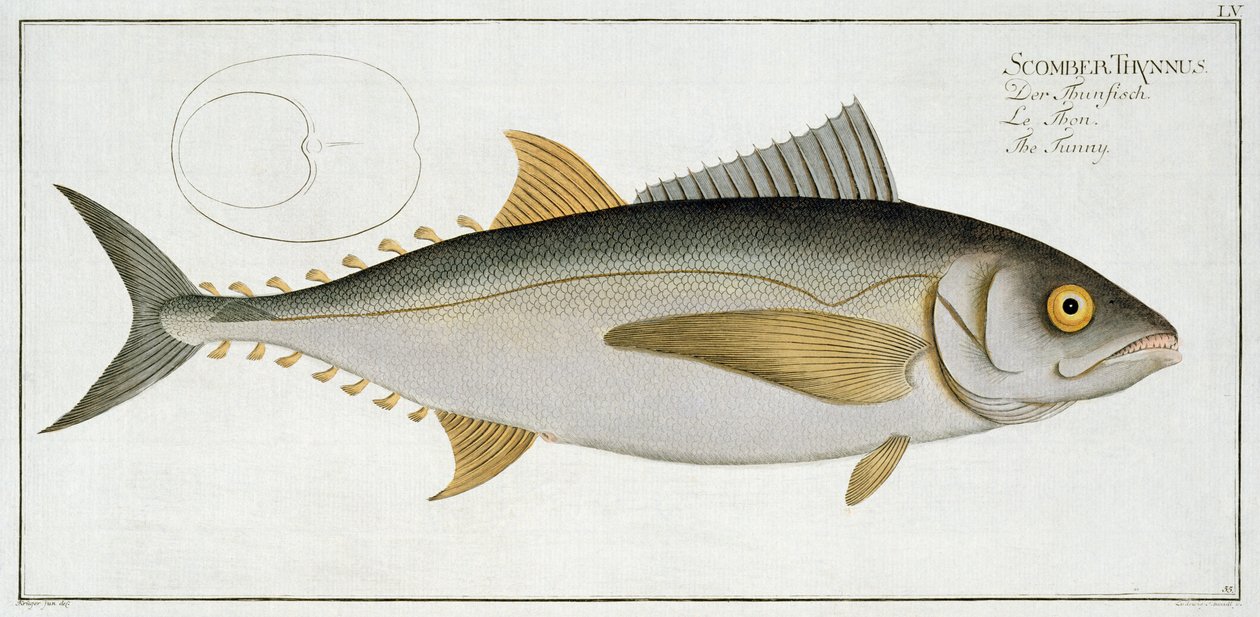 Tuna (Scomber Thynnus) Plate LV from 