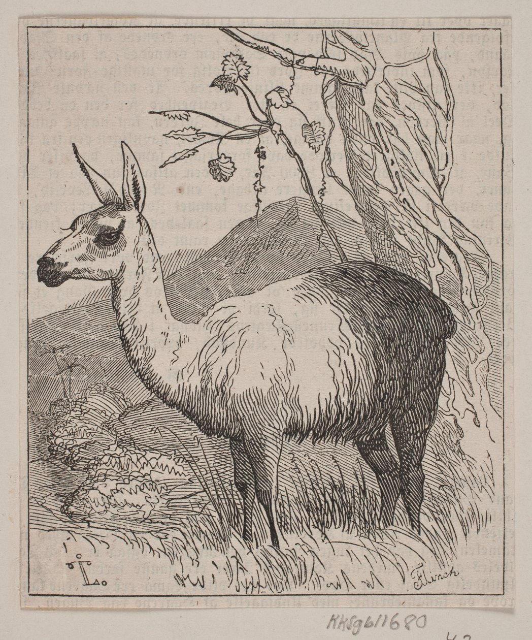 A Llama by Andreas Flinch