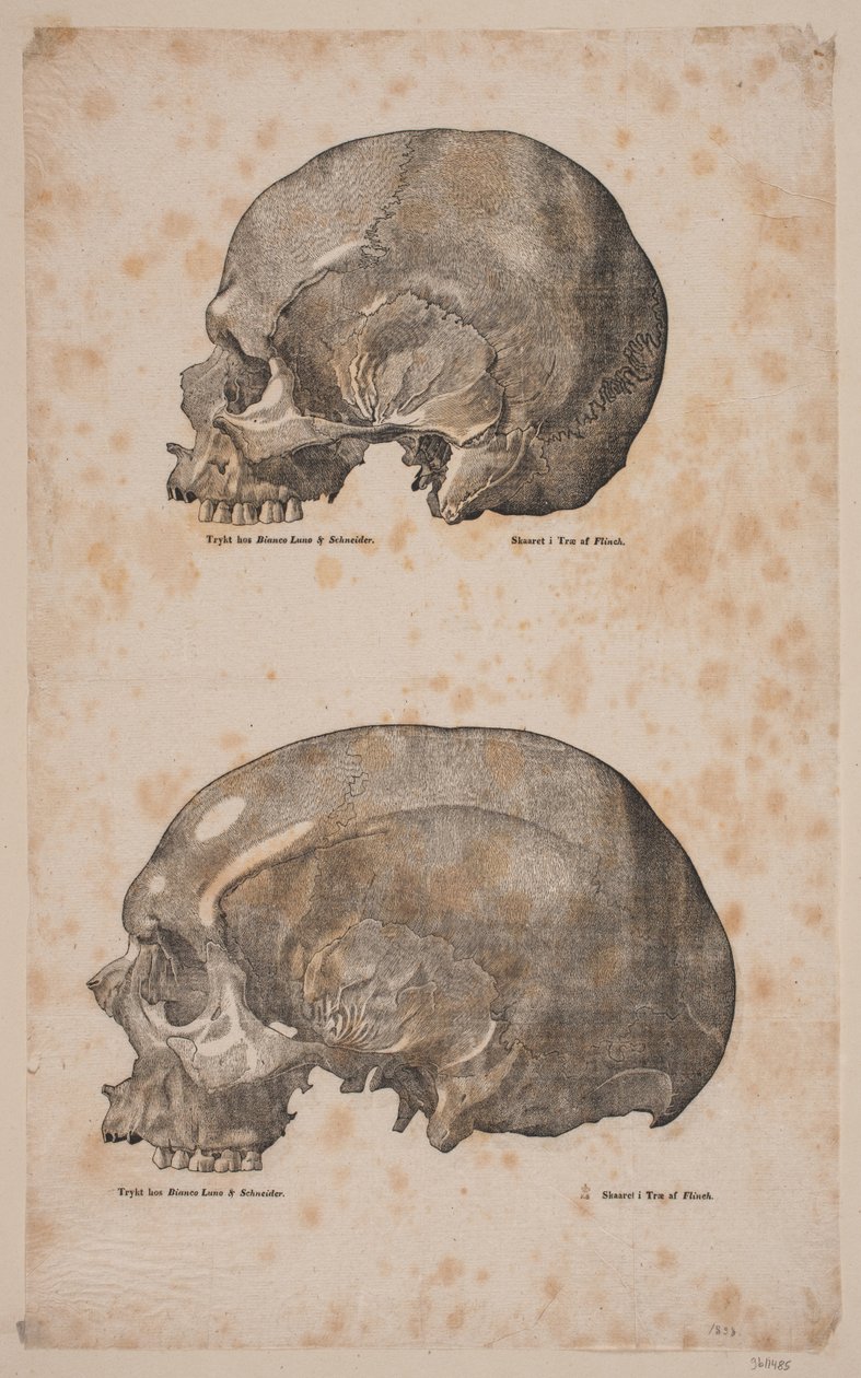 Two Skulls by Andreas Flinch