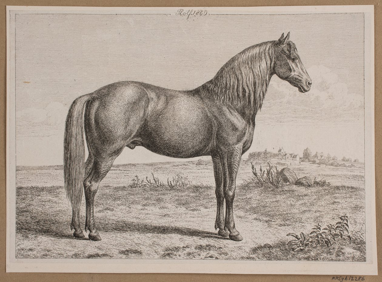 Rolf. A Horse in the Field by Andreas Peter Madsen