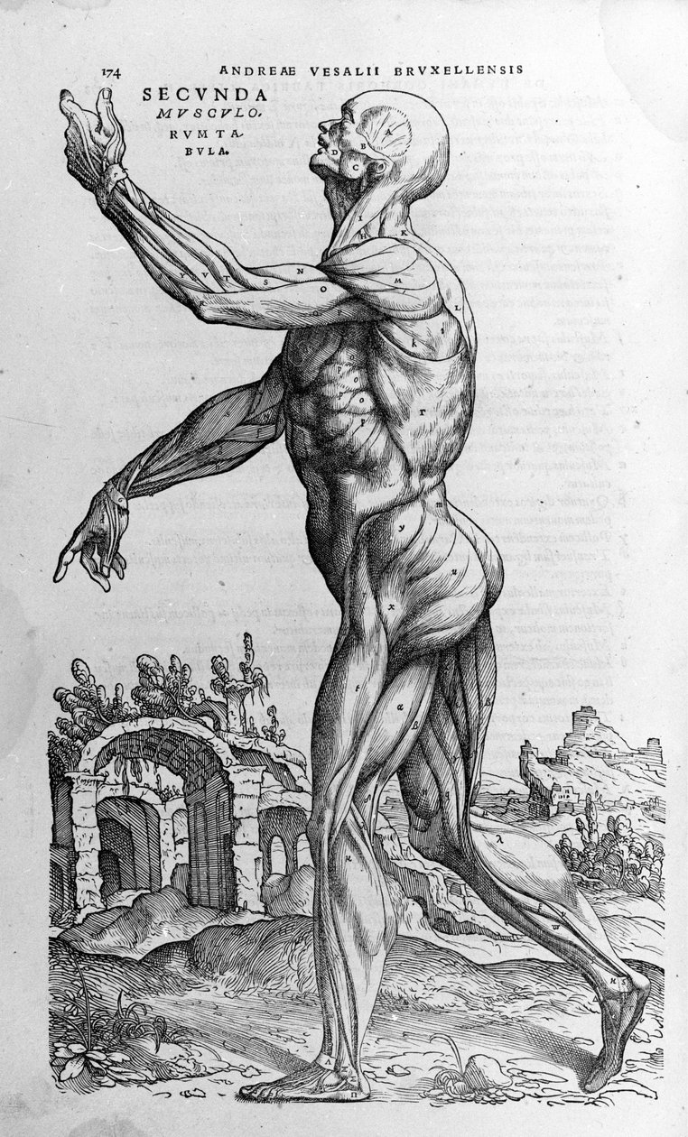 Andrea Vesalio, doctor of Charles V. “Humani corporis fabrica libri septem”. by Andreas Vesalius