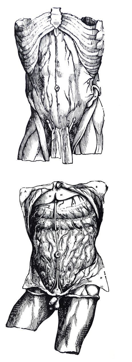 The Plates from the Fifth Book of the De Humani Corporis Fabrica by Andreas Vesalius