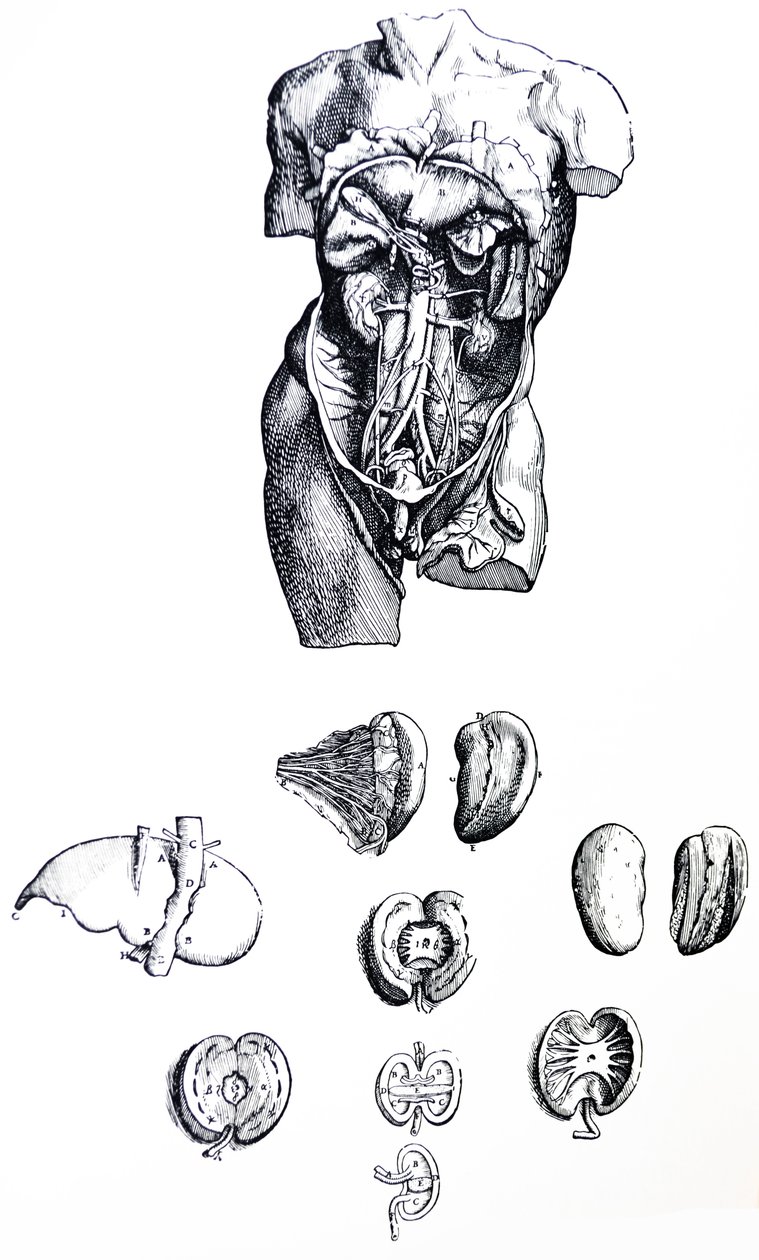 The Plates from the Fifth Book of the De Humani Corporis Fabrica by Andreas Vesalius