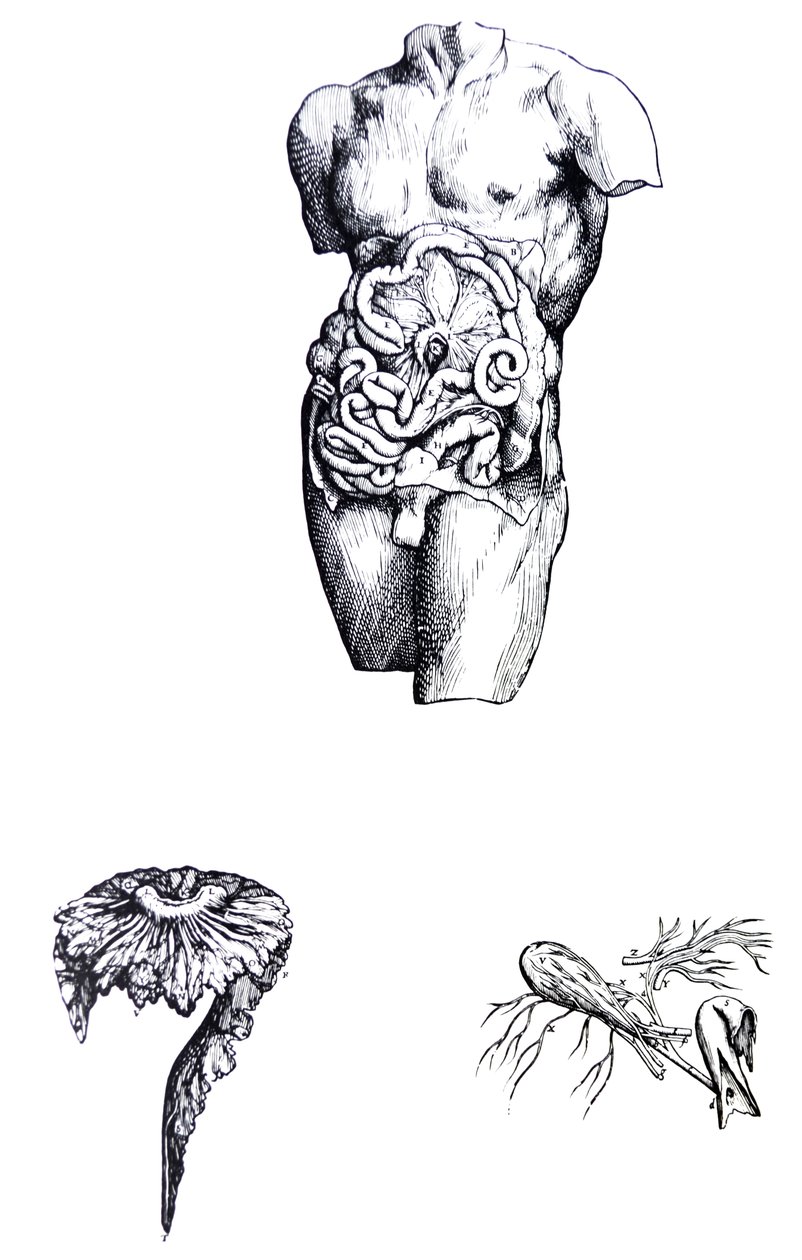 The Plates from the Fifth Book of the De Humani Corporis Fabrica by Andreas Vesalius
