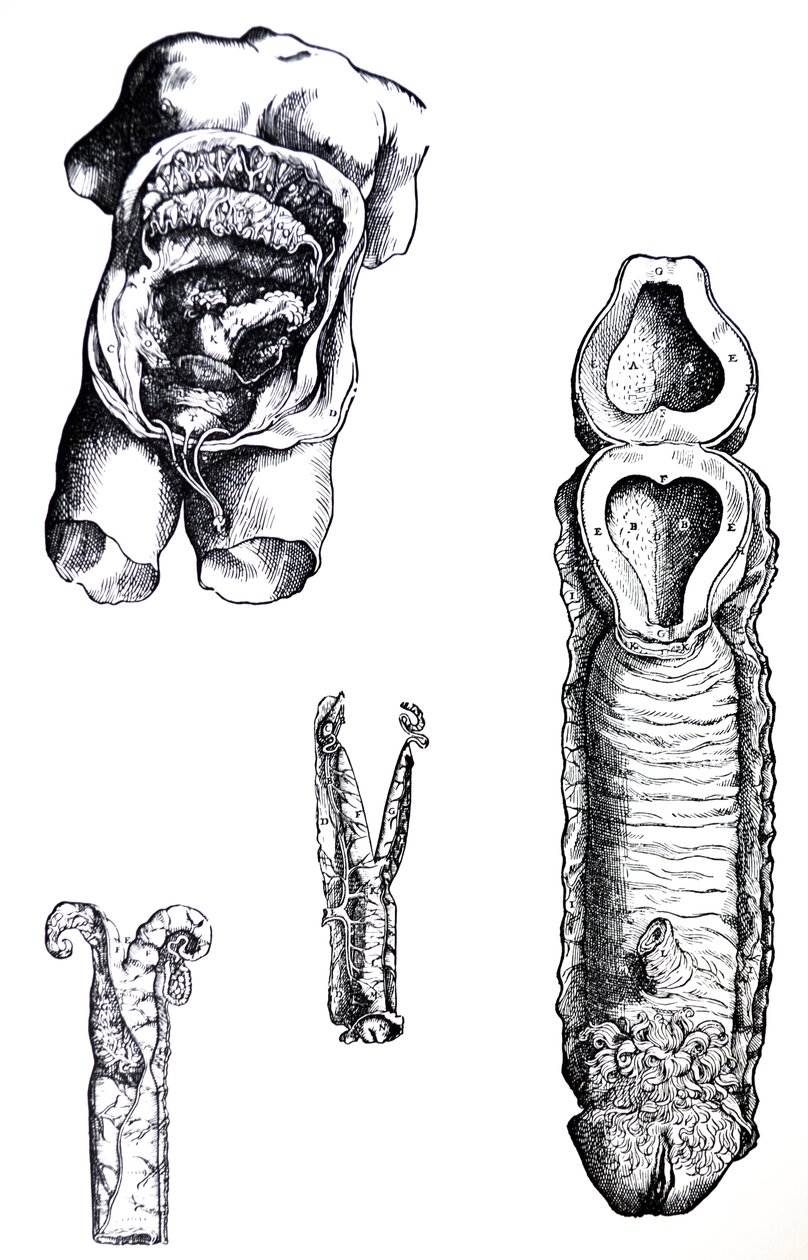 The Plates from the Fifth Book of the De Humani Corporis Fabrica by Andreas Vesalius