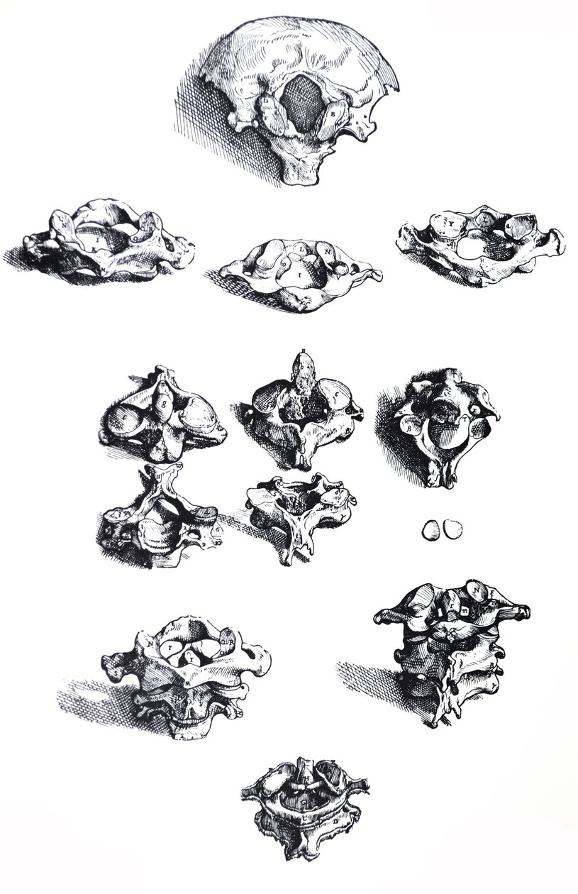 The Plates from the First Book of the De Humani Corporis Fabrica by Andreas Vesalius