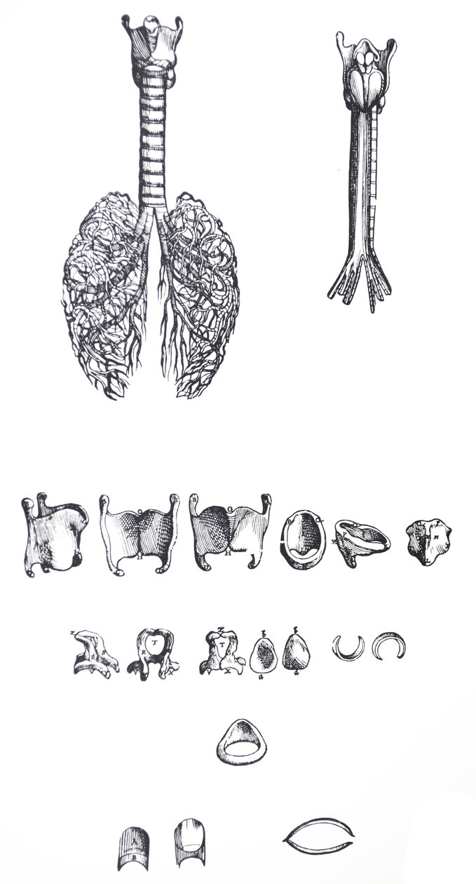 The Plates from the First Book of the De Humani Corporis Fabrica by Andreas Vesalius