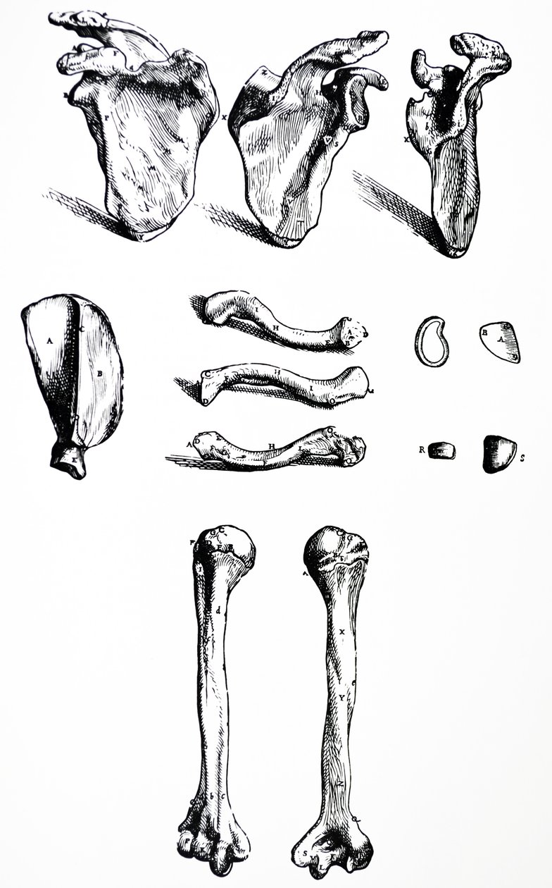 The Plates from the First Book of the De Humani Corporis Fabrica by Andreas Vesalius