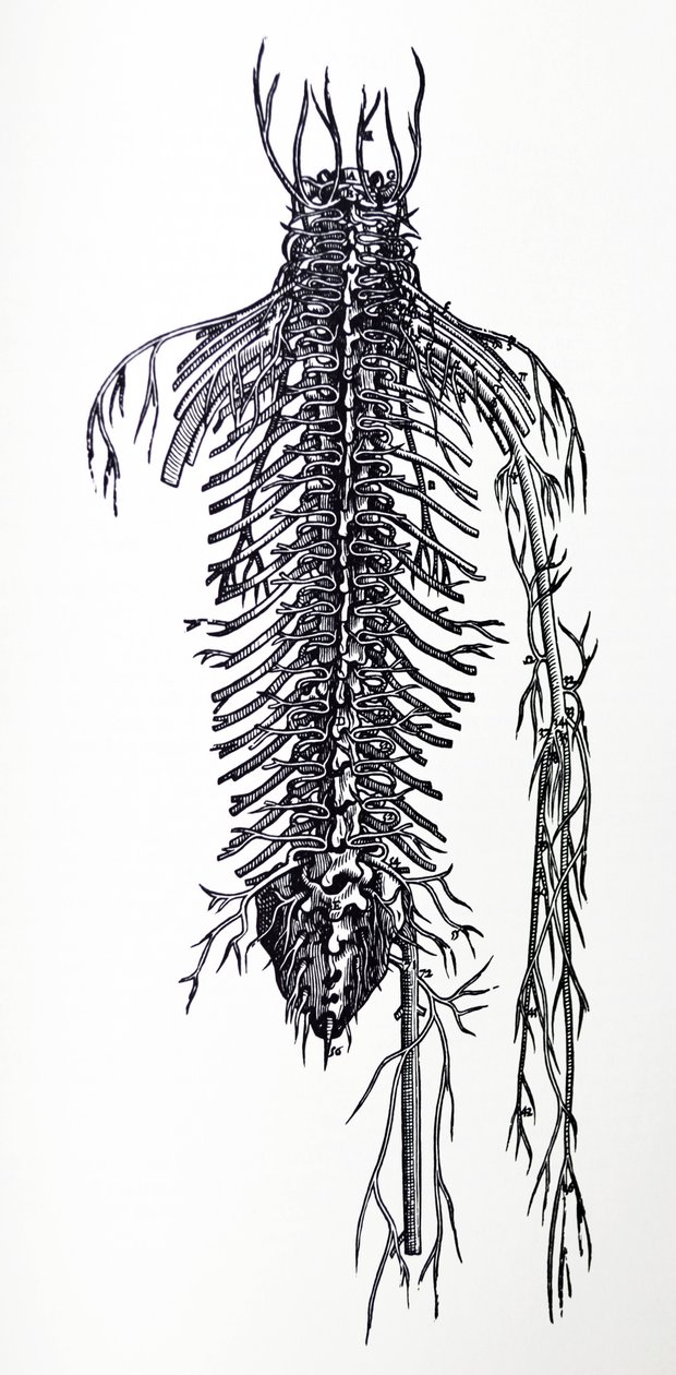 The Plates from the Fourth Book of the De Humani Corporis Fabrica by Andreas Vesalius