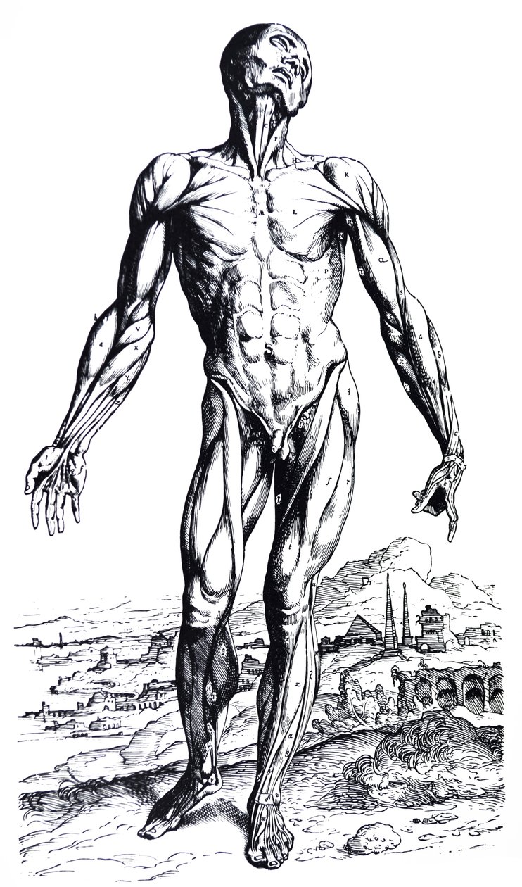 The Plates from the Second Book of the De Humani Corporis Fabrica by Andreas Vesalius