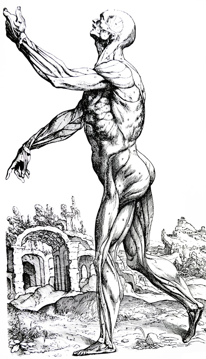 The Plates from the Second Book of the De Humani Corporis Fabrica by Andreas Vesalius