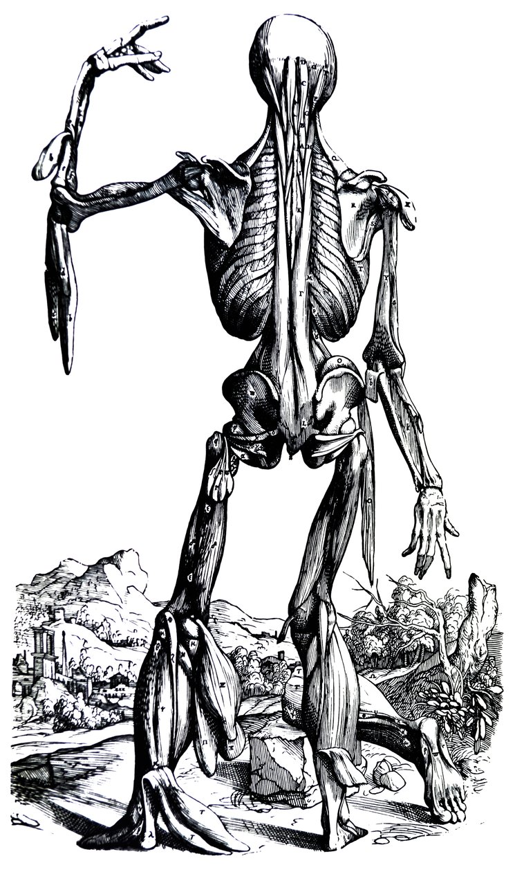 The Plates from the Second Book of the De Humani Corporis Fabrica by Andreas Vesalius