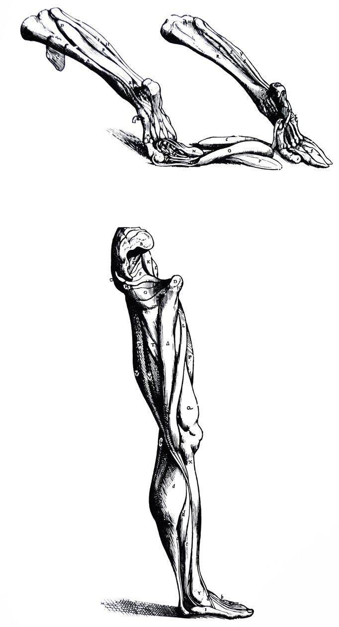 The Plates from the Second Book of the De Humani Corporis Fabrica by Andreas Vesalius