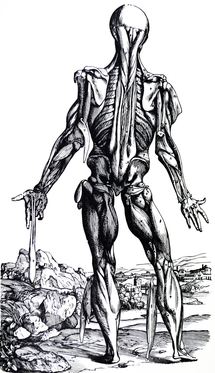 The Plates from the Second Book of the De Humani Corporis Fabrica by Andreas Vesalius