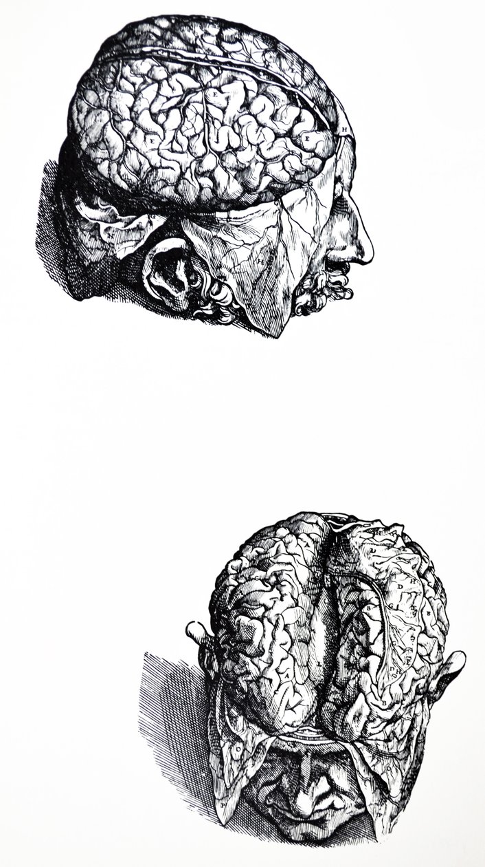 The Plates from the Seventh Book of the De Humani Corporis Fabrica by Andreas Vesalius