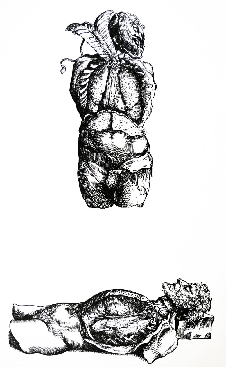 The Plates from the Sixth Book of the De Humani Corporis Fabrica by Andreas Vesalius