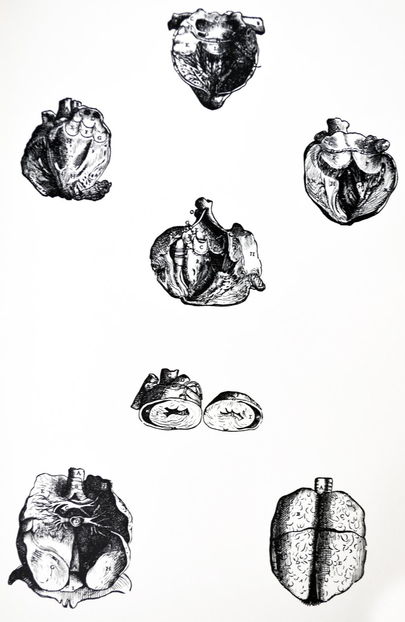 The Plates from the Sixth Book of the De Humani Corporis Fabrica by Andreas Vesalius