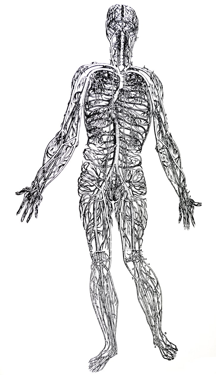 The Plates from the Third Book of the De Humani Corporis Fabrica by Andreas Vesalius