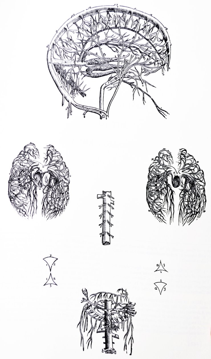 The Plates from the Third Book of the De Humani Corporis Fabrica by Andreas Vesalius