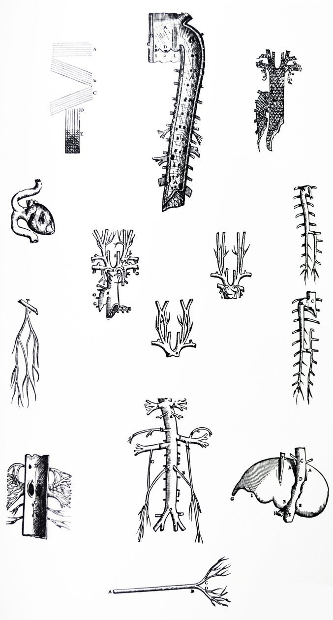 The Plates from the Third Book of the De Humani Corporis Fabrica by Andreas Vesalius