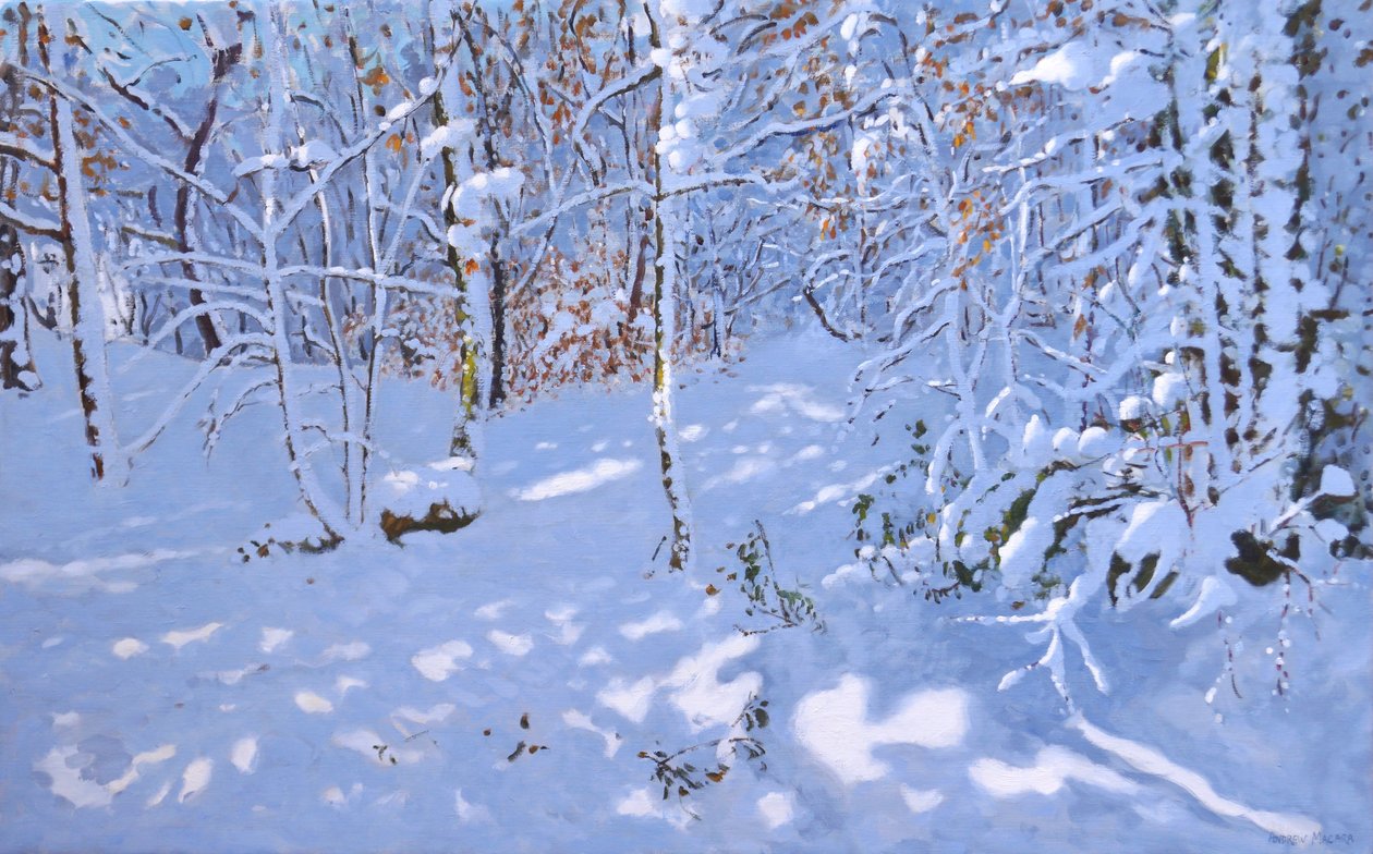 November Snow, Allestree Woods, Derby by Andrew Macara