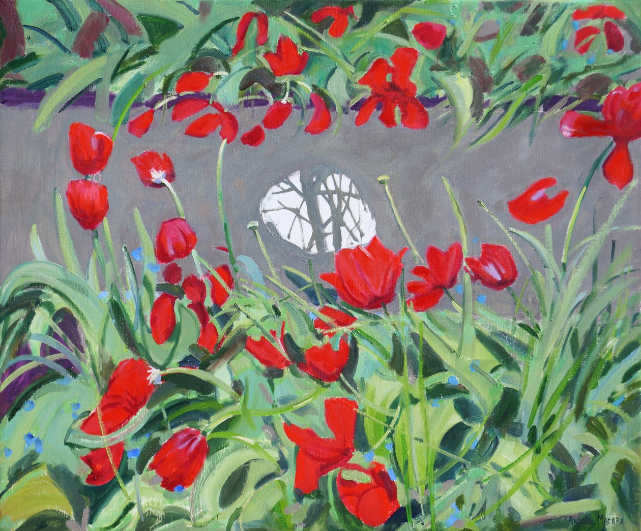 Tulips and Reflection by Andrew Macara