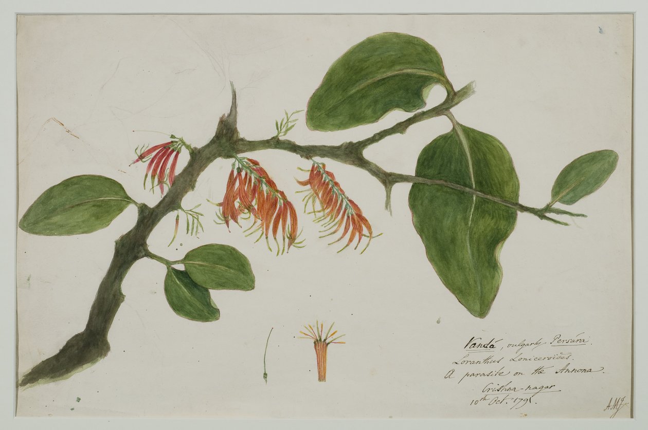 Dendrophthoe falcata (orange mistletoe), 1785 by Anna Maria Jones