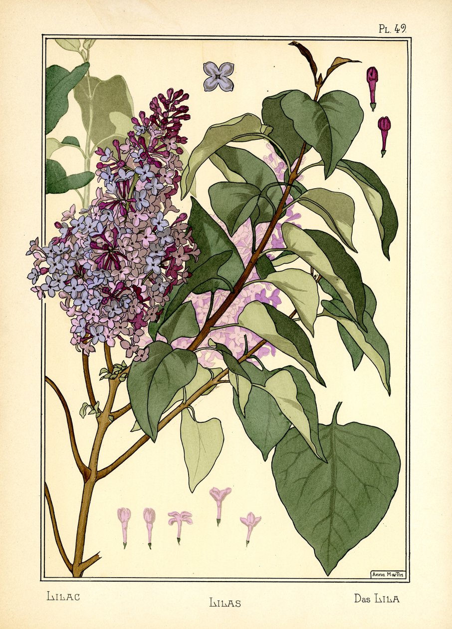 The Lilac by Anna Martin