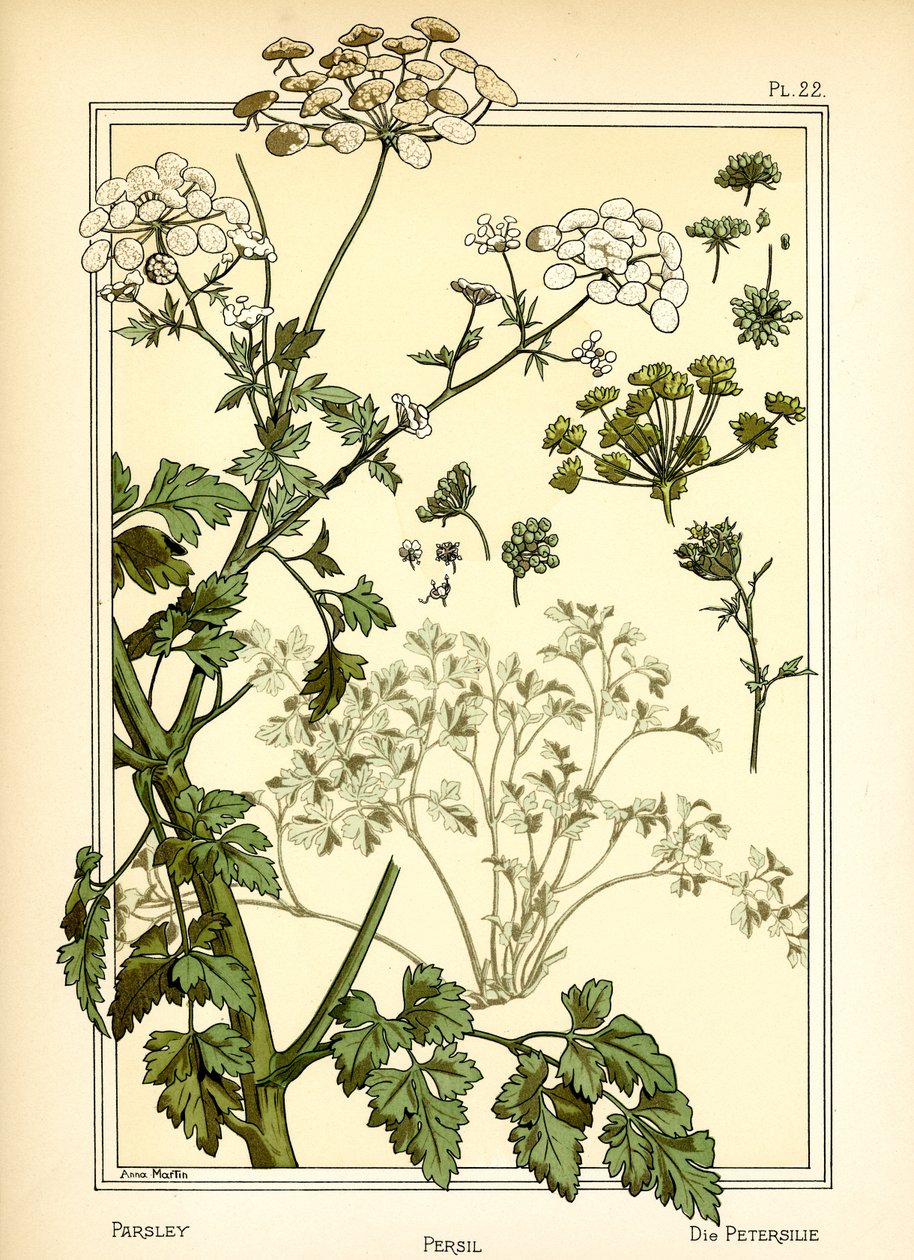 The Parsley by Anna Martin