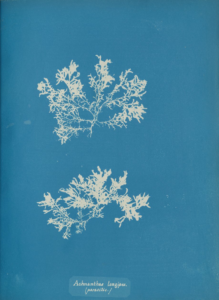 Achnanthes longipes, parasitic, ca. 1853 by Anna Atkins