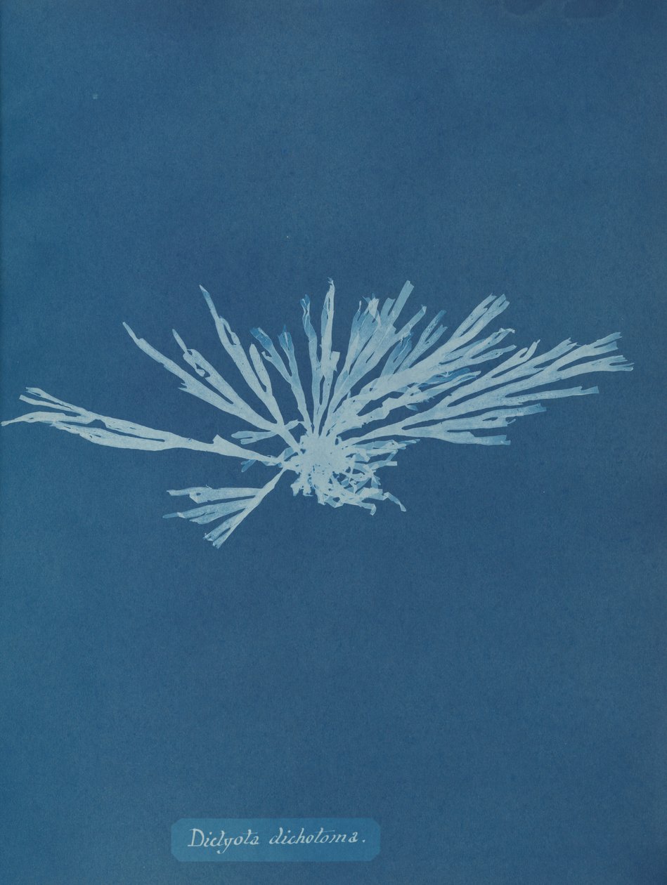Dictyota Dichotoma by Anna Atkins