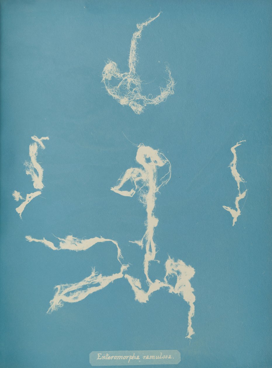 Enteromorpha ramulosa by Anna Atkins