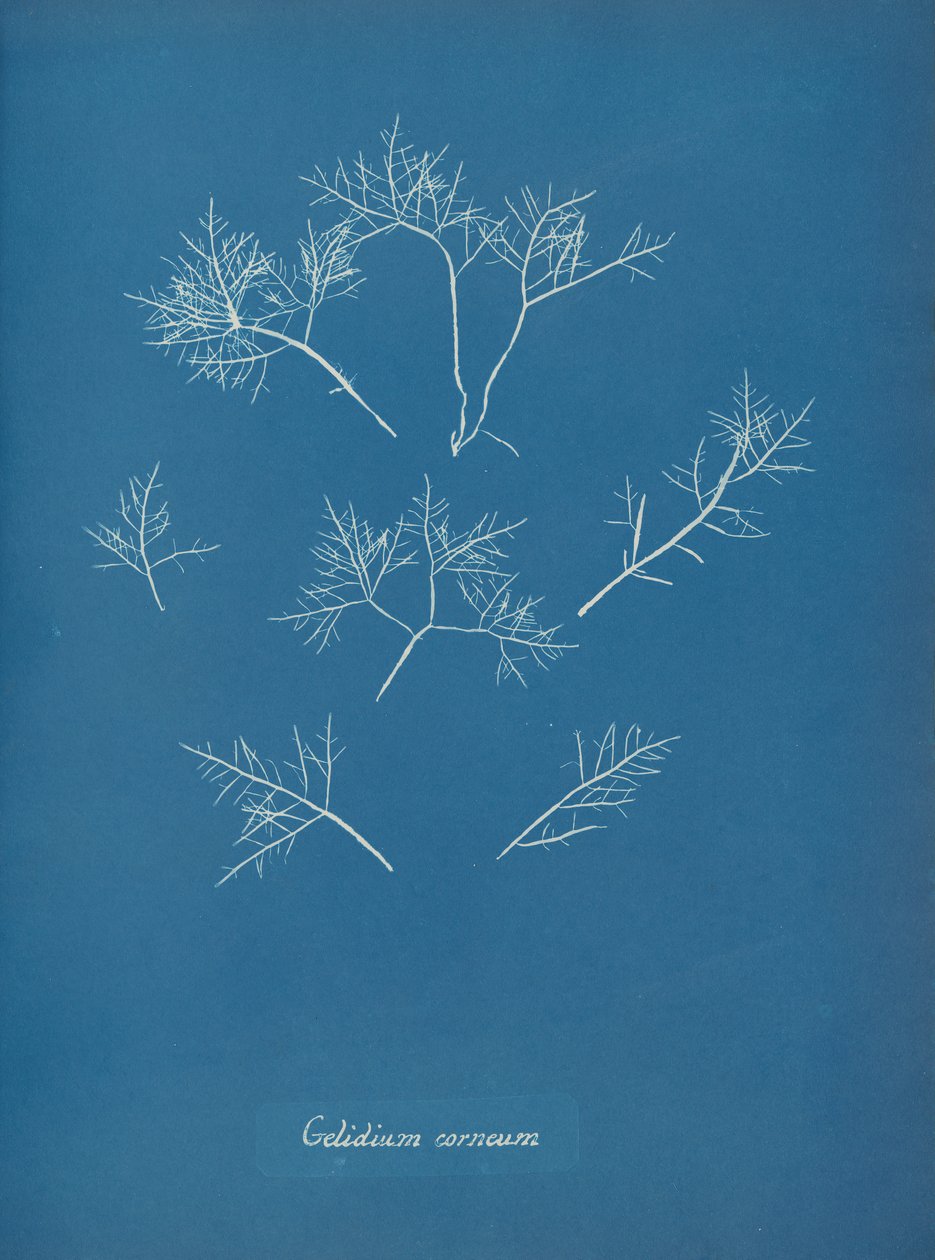 Gelidium corneum, ca. 1853 by Anna Atkins