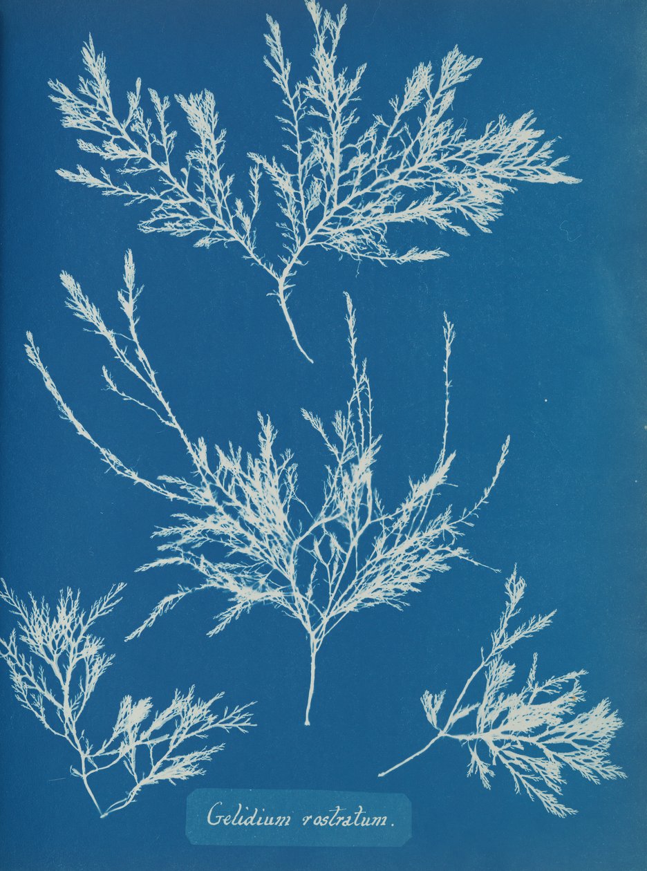 Gelidium Rostratum by Anna Atkins